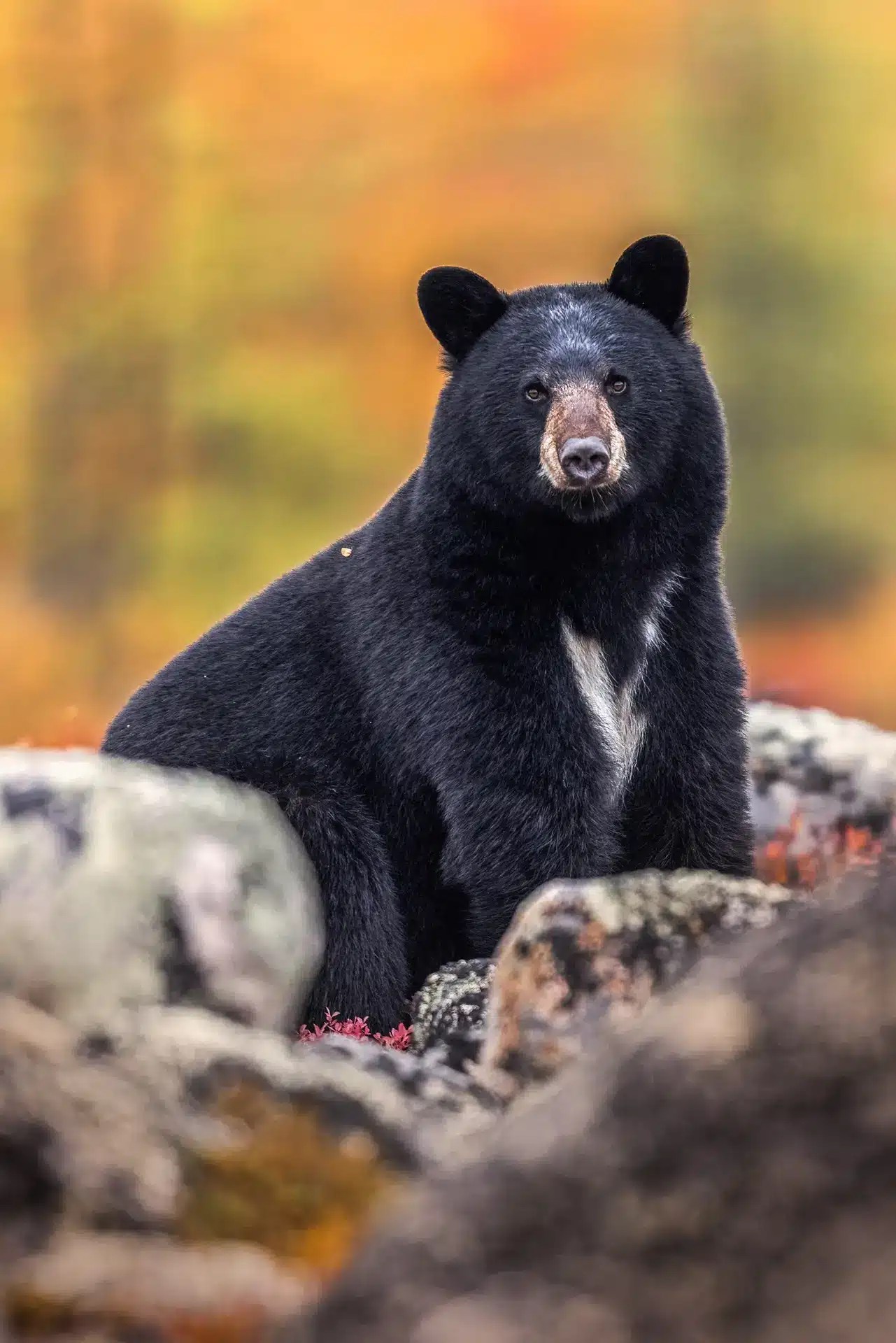 Ours noir dans la toundra