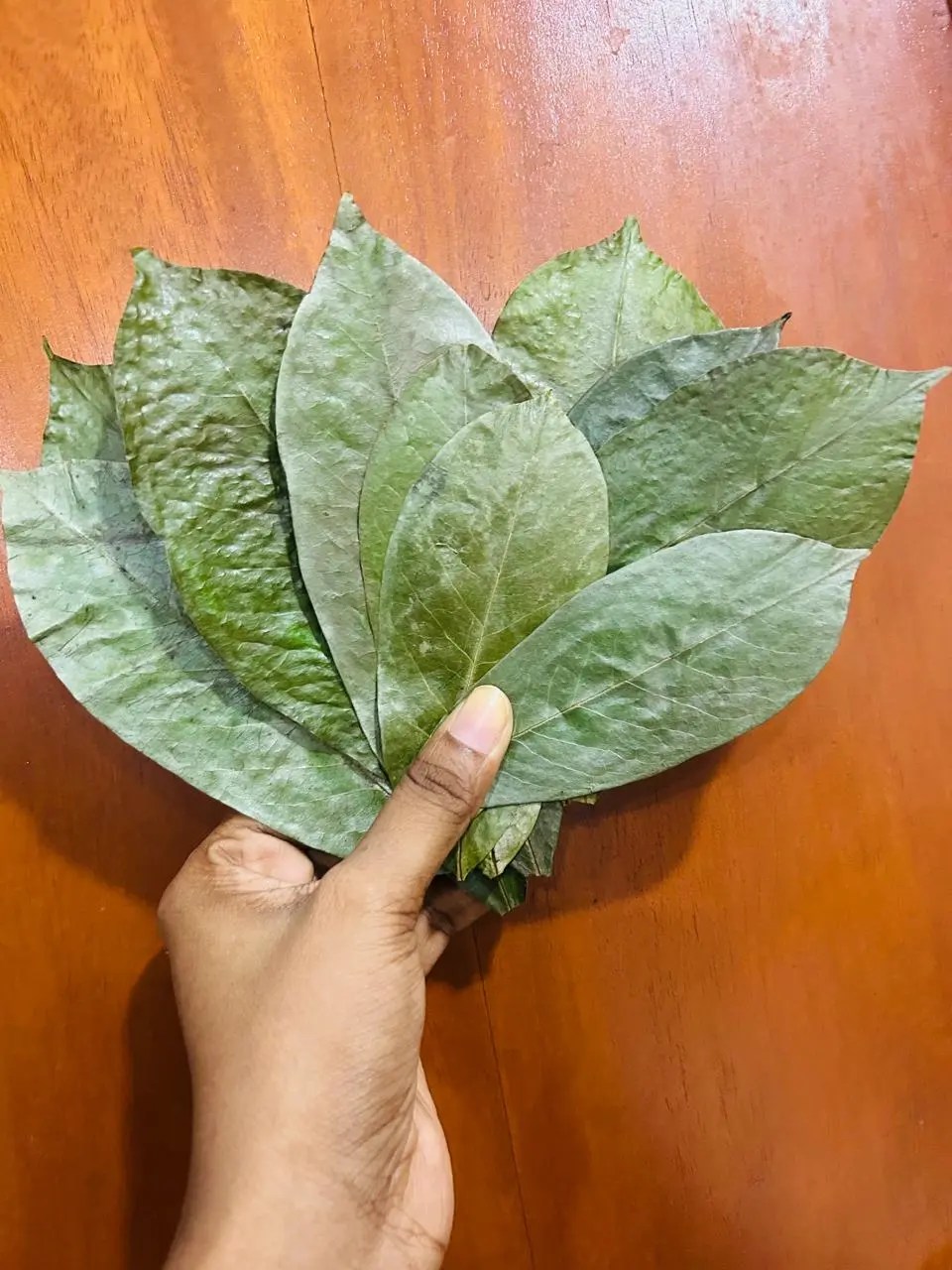 Soursop leaves supplier from Sri Lanka: a hand holding fresh green Annona muricata leaves