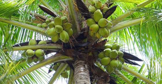 How To Grow Coconut Palm Gardening Channel