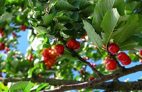 Berry Fruit Tree Plant Cherry Png Clipart Berry Berry Fruit Branch Cherry Christmas Tree Free Png