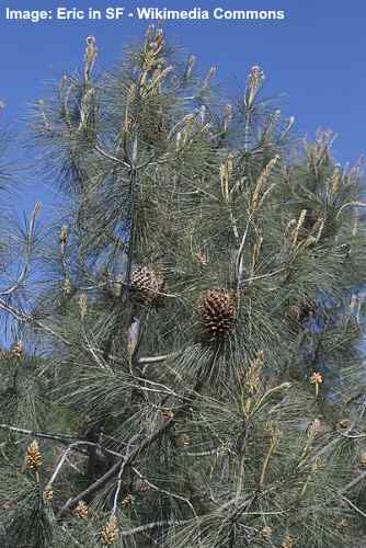 Master Gardeners Brown Needles On Pine Trees Have Many Causes Home Garden Tulsaworld Com