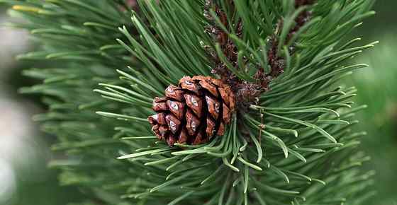 788 285 Pine Tree Stock Photos Pictures Royalty Free Images Istock