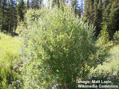 Dwarf Willow Tree High Resolution Stock Photography And Images Alamy