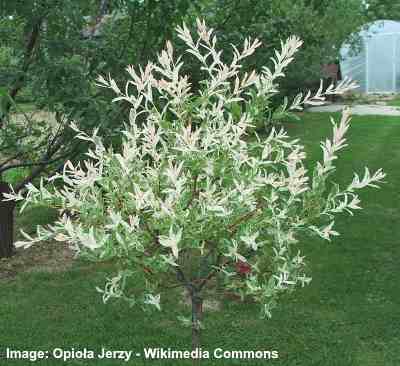 Weeping Willow Salix Kilmarnock Standard Yougarden