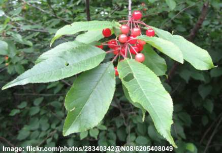Types Of Red Berries That Grow On Trees Or Shrubs Identification Guide