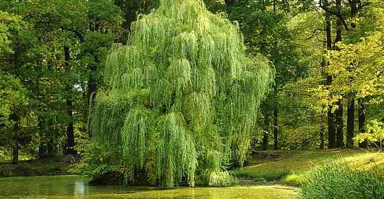 Small Or Dwarf Weeping Trees For Landscaping With Pictures