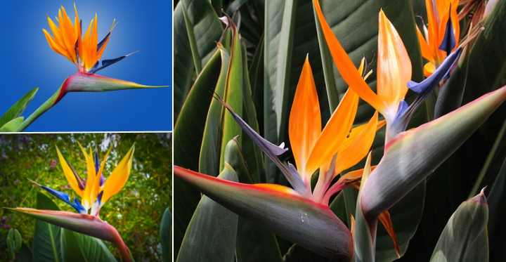 39 Beautiful Native Hawaiian Flowers You Must See (40)
