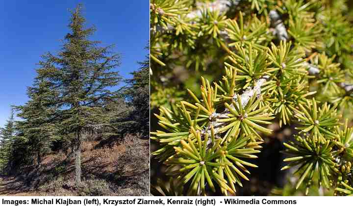 Types of cedar trees with identification guide (pictures, and name)