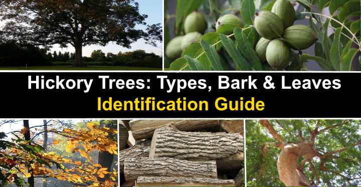 Guide To Identifying Trees And Shrubs Plants A L Ebook By Mark Zampardo Rakuten Kobo