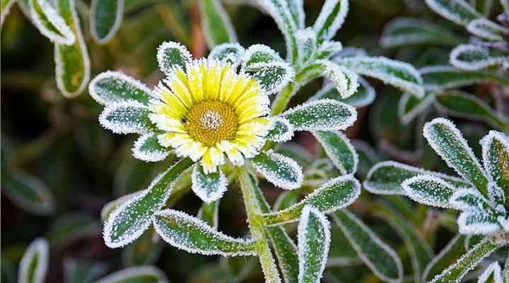 How to protect plants from frost (and how to cover plants for frost)