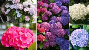 Hydrangea: planting, transplanting