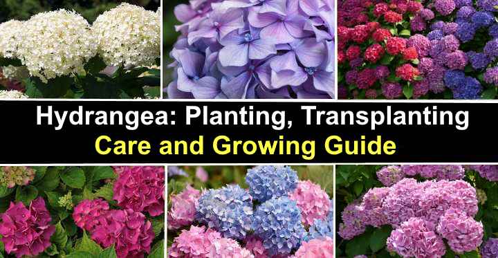 Hydrangea: planting, transplanting