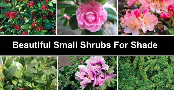 13 small shrubs for shade (with pictures)