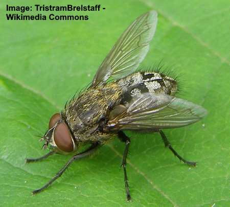 Types of small house flies (with pictures)