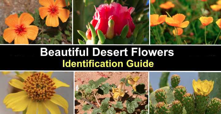 Beautiful desert plants with names
