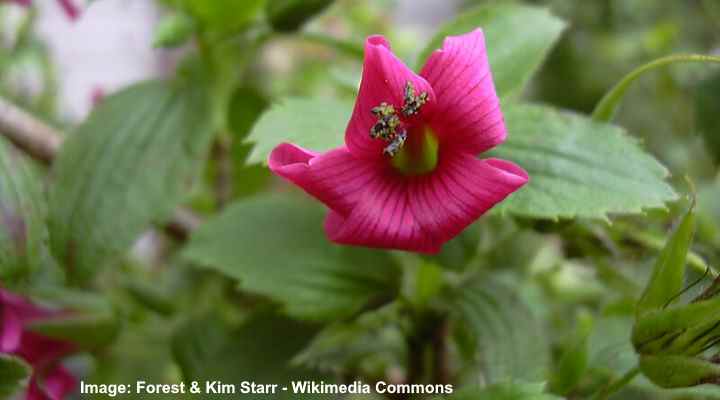 39 Beautiful Native Hawaiian Flowers You Must See (32)