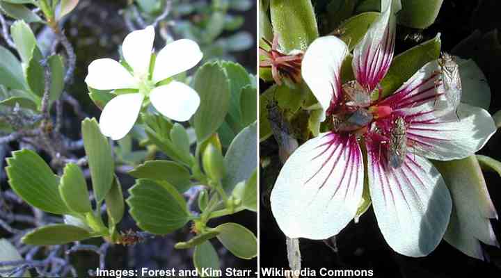 39 Beautiful Native Hawaiian Flowers You Must See (33)
