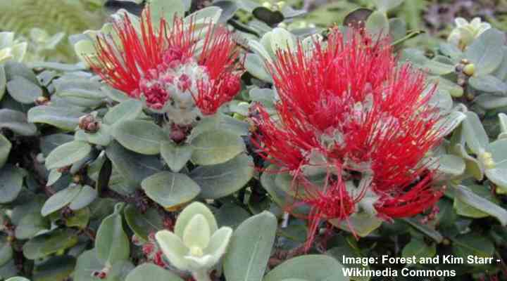 39 Beautiful Native Hawaiian Flowers You Must See (12)