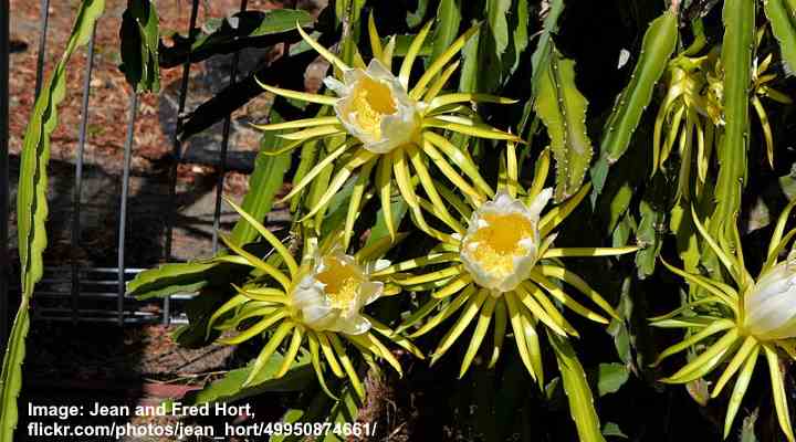 39 Beautiful Native Hawaiian Flowers You Must See (36)
