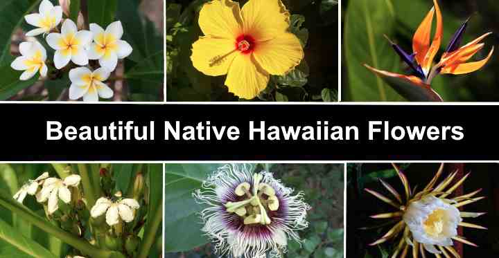 39 Beautiful Native Hawaiian Flowers You Must See (2026)
