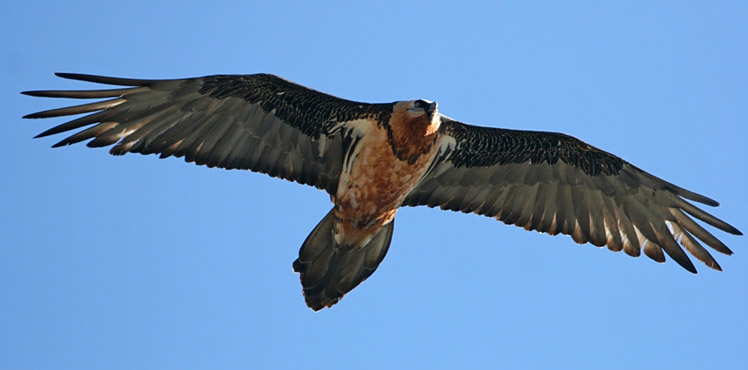 Gipeto, sta tornando