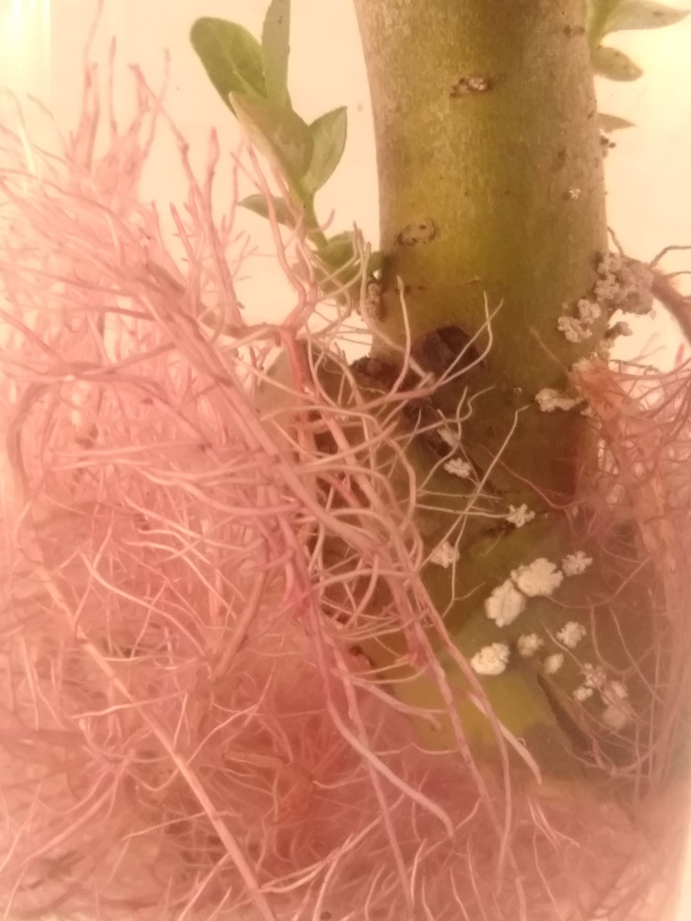 Scott-Roots-Close-web