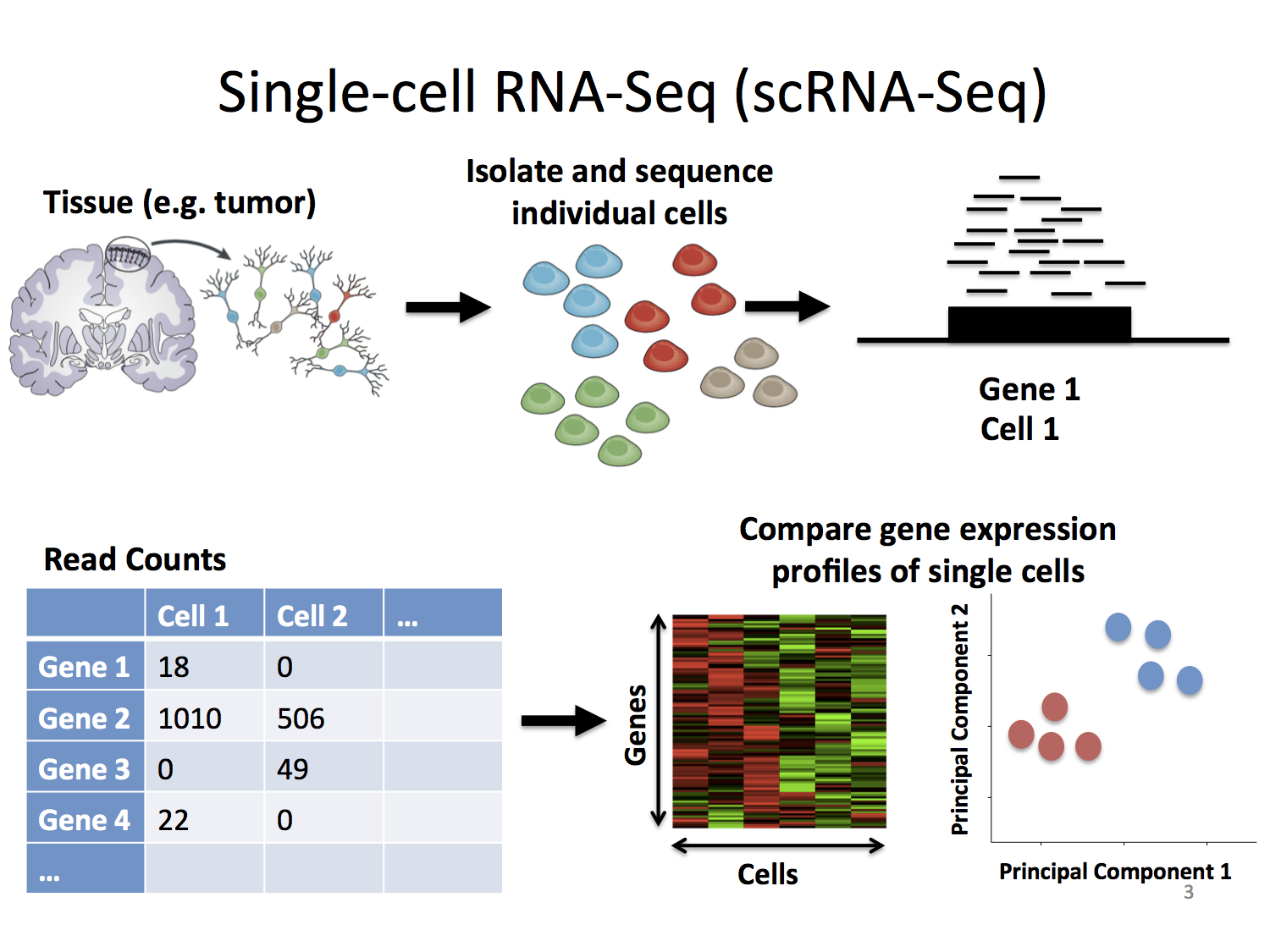 Overview of single cell rna sequencing scrna seq methodology