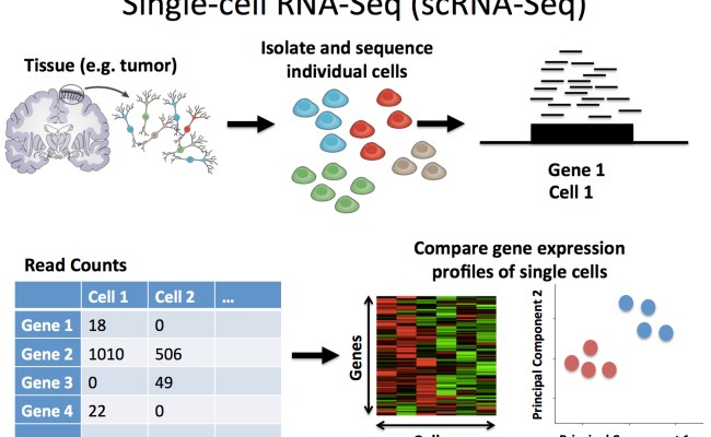 Overview Of Single Cell Rna Sequencing Scrna Seq Methodology | The Best ...