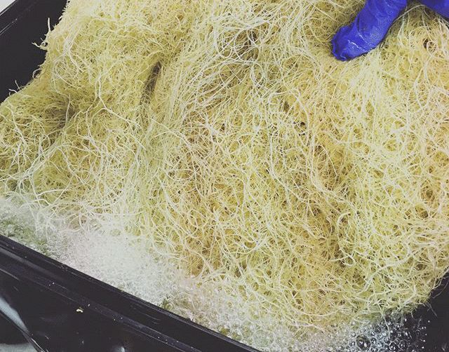 Root Pruning Techniques To Keep The Roots Healthy Hydrobuilder - Download Amazing Geometric Picture | 8K