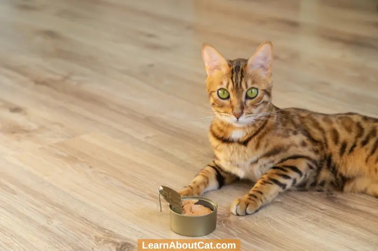 A guide to how to soften dry cat food?