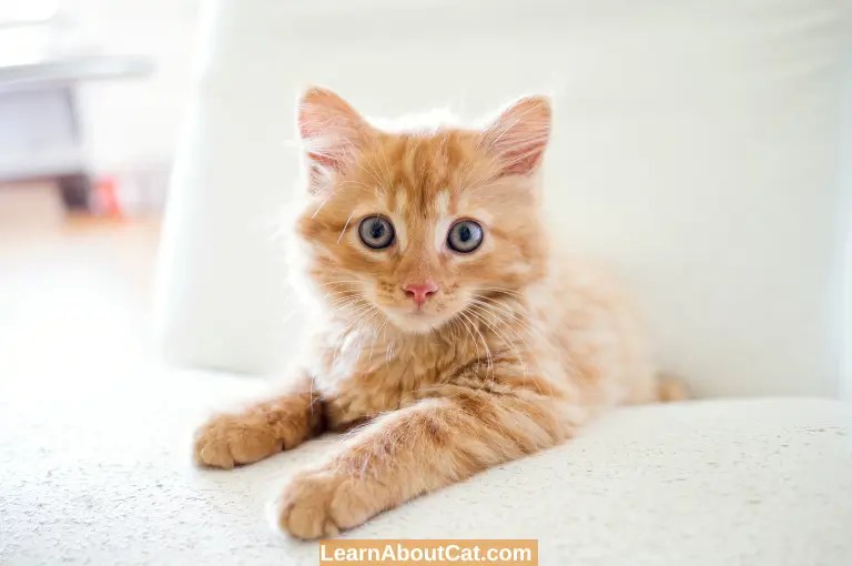 Can i use baby wipes on my cats? is it safe? [answered]