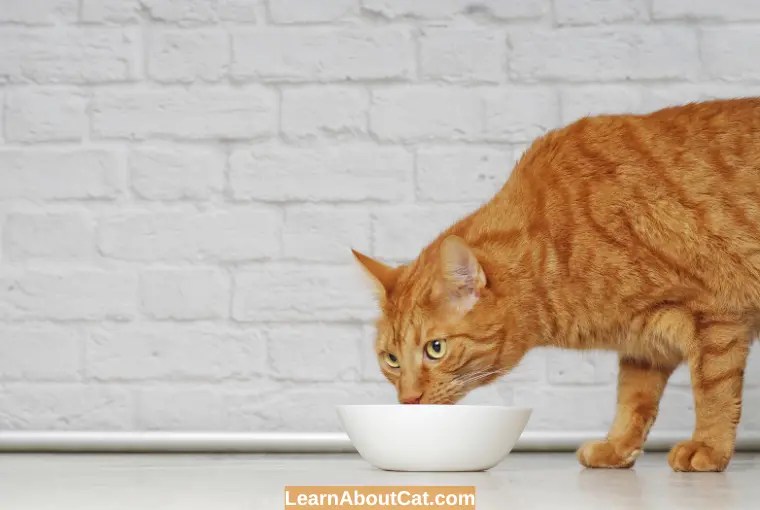 Can cats eat chicken broth? is it safe [explained]