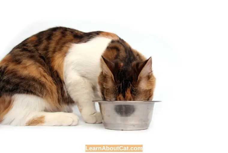 Can cats eat chicken broth? is it safe [explained]