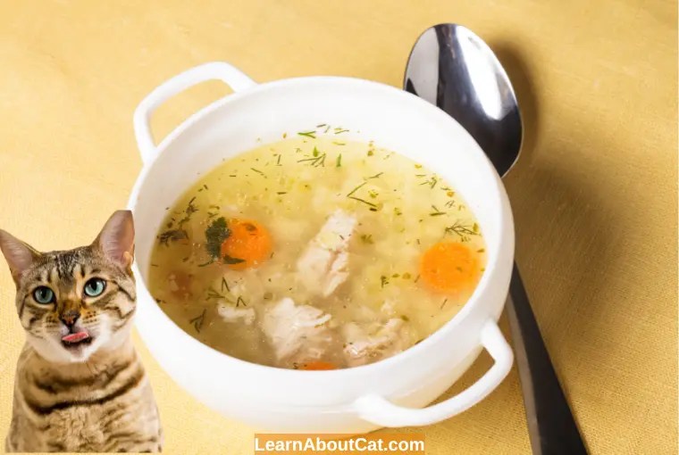 Can cats eat chicken broth? is it safe [explained]