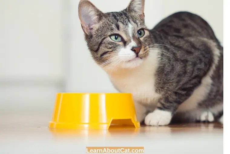 Can cats eat chicken broth? is it safe [explained]
