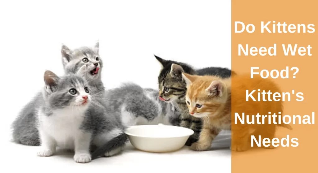 Do kittens need wet food? all you need to know