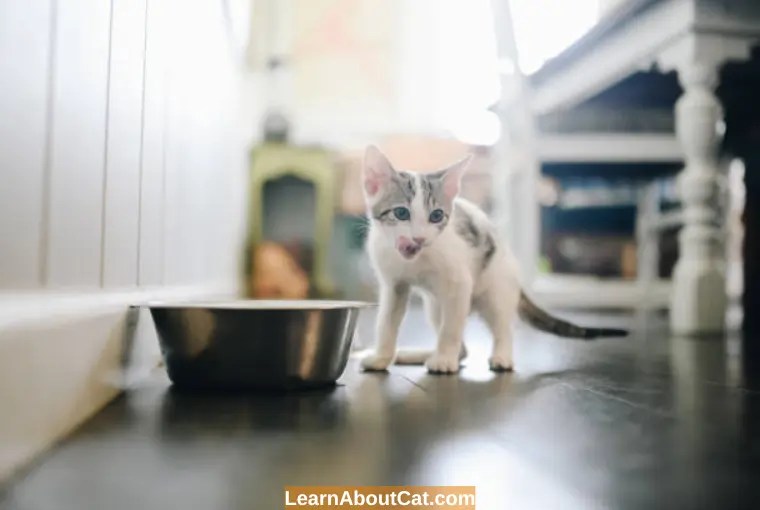 Do kittens need wet food? all you need to know