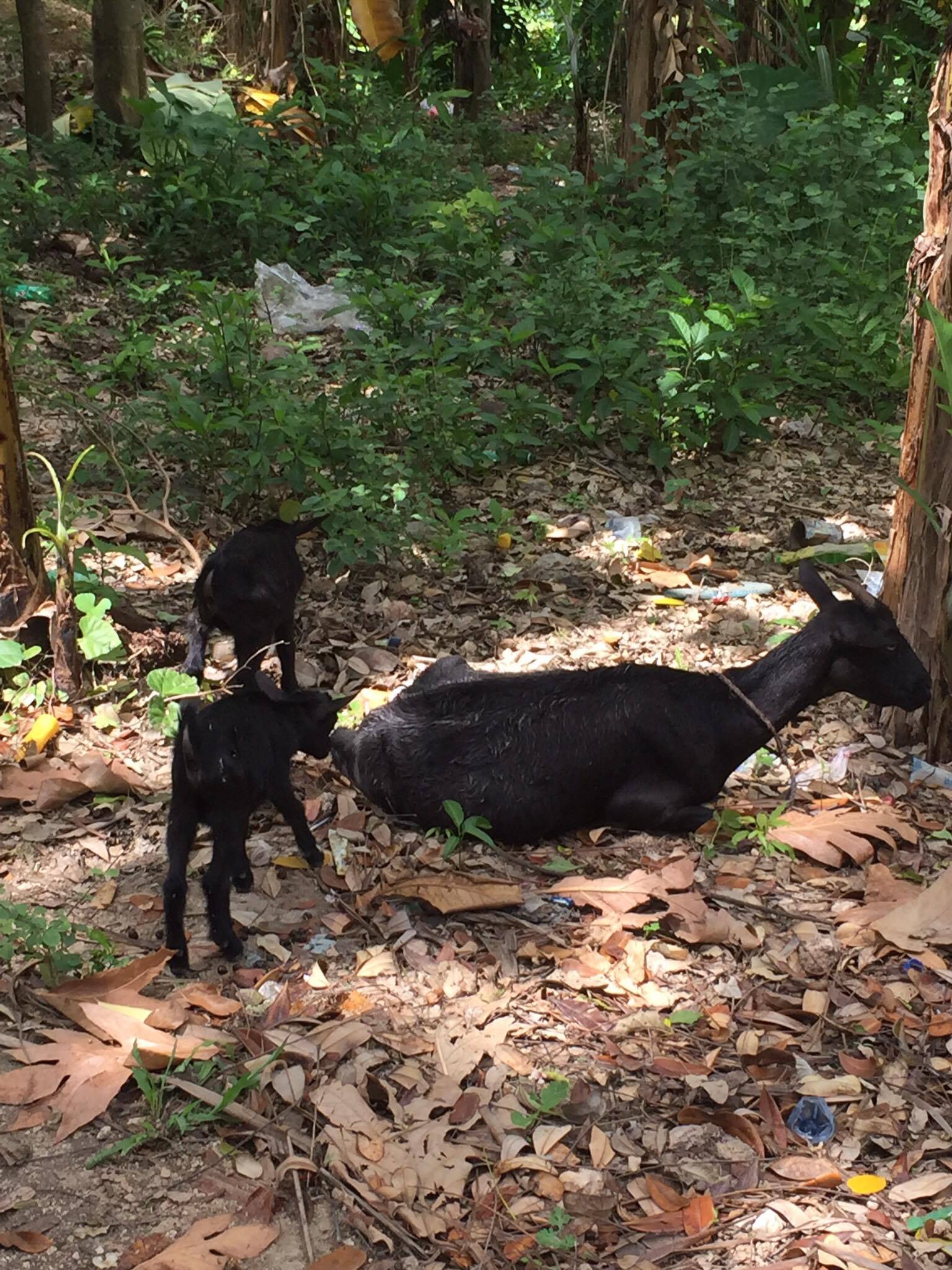 A goat family along the trail