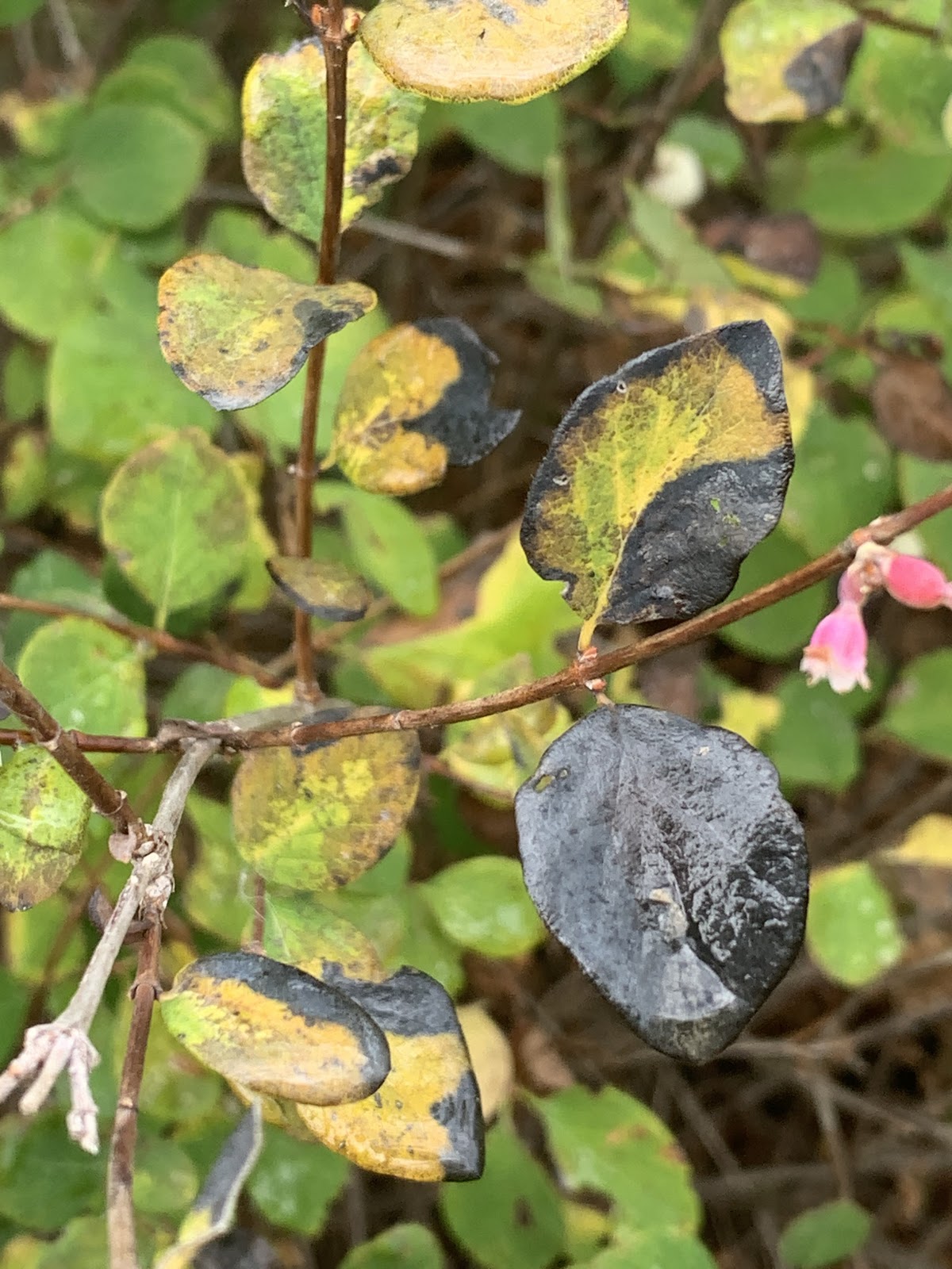 How do decomposers contribute to a balanced ecosystem?
