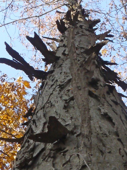 Trees Of North America Carya Ovata The Shagbark Hickory Dave S Garden