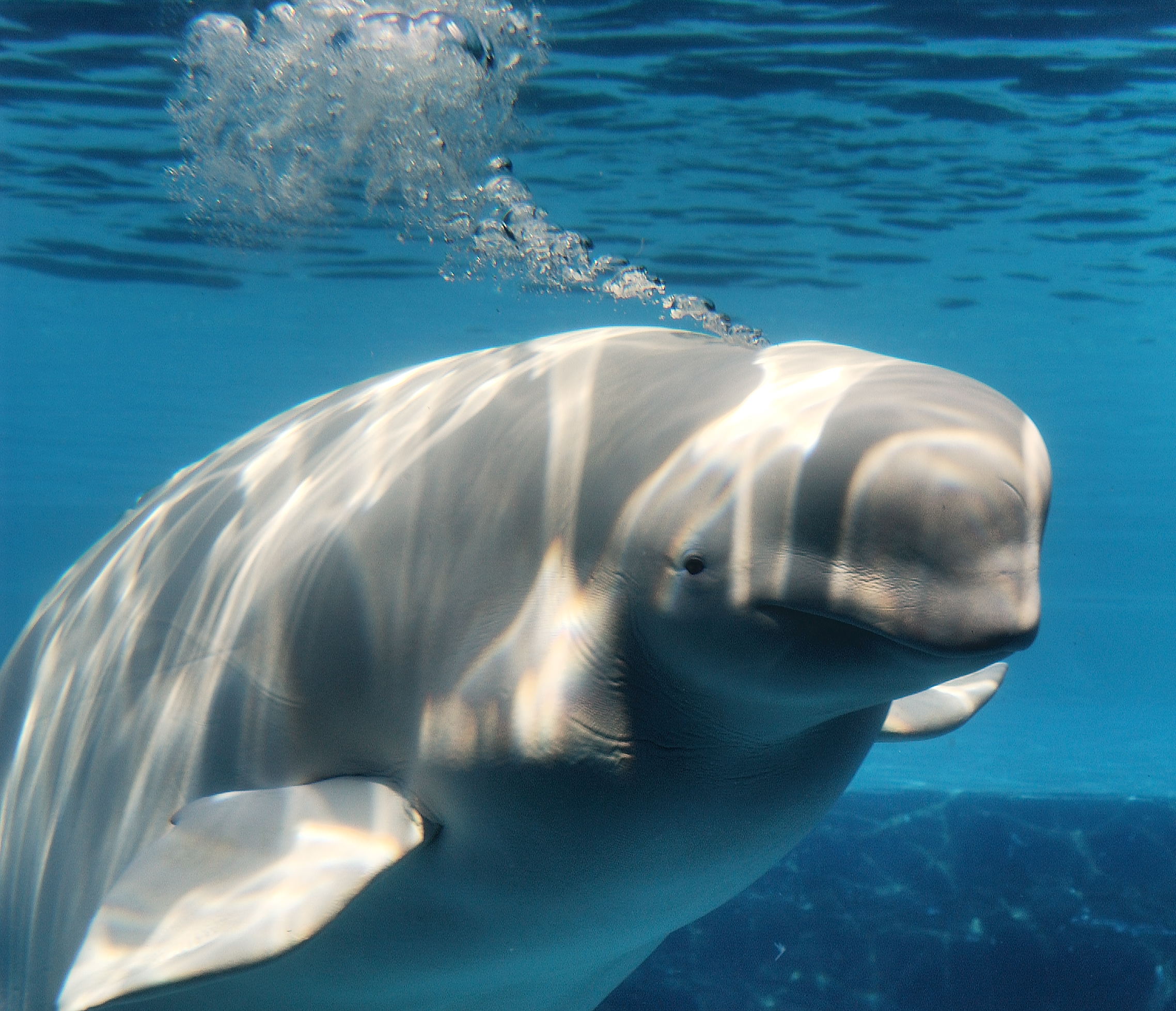 Beluga Whales | Learning Animals