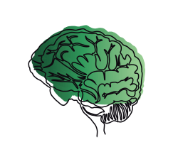 Sketch of brain.