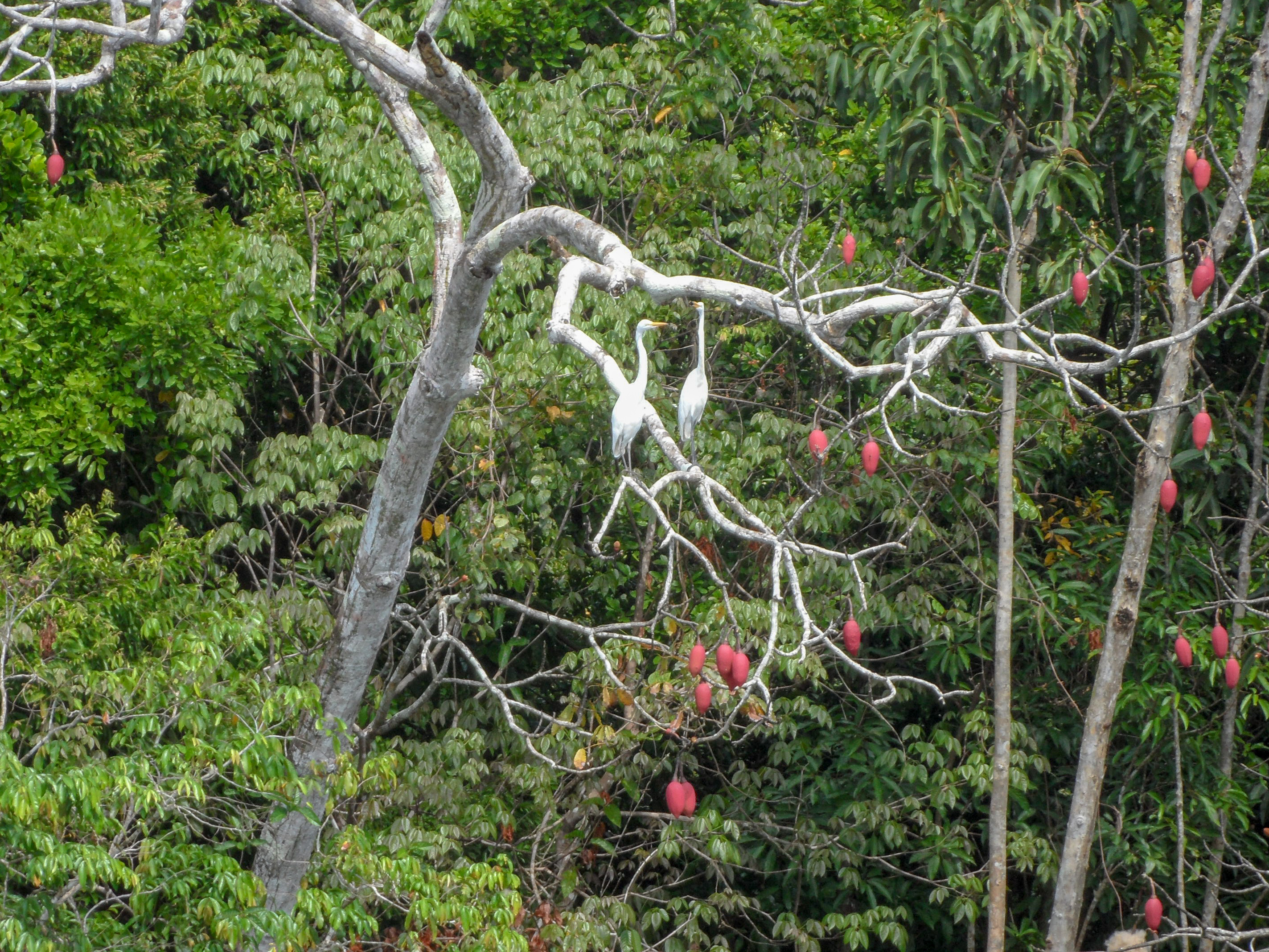 Great egret or white heron? Let me know if you know!