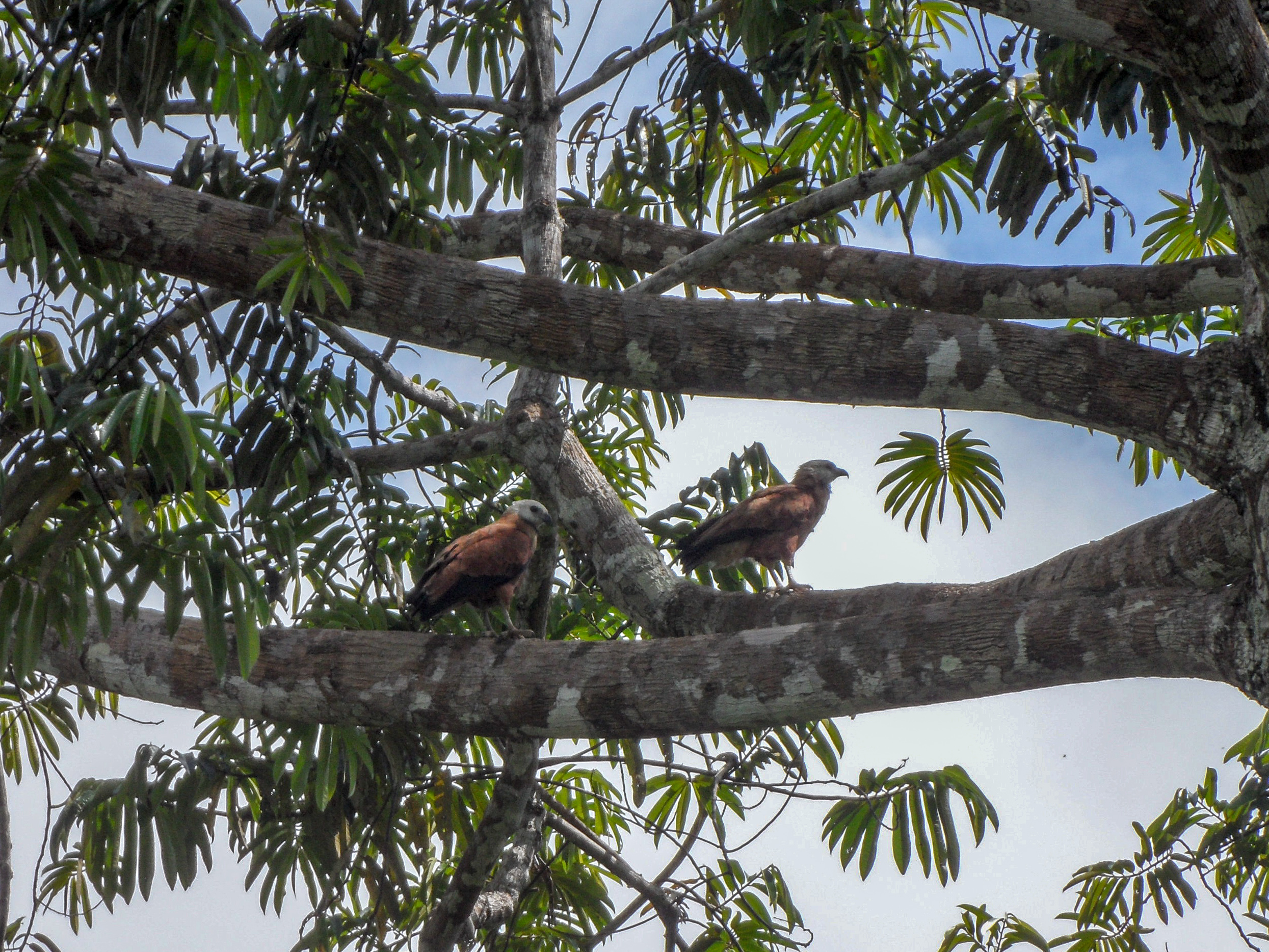 black-collared hawk
