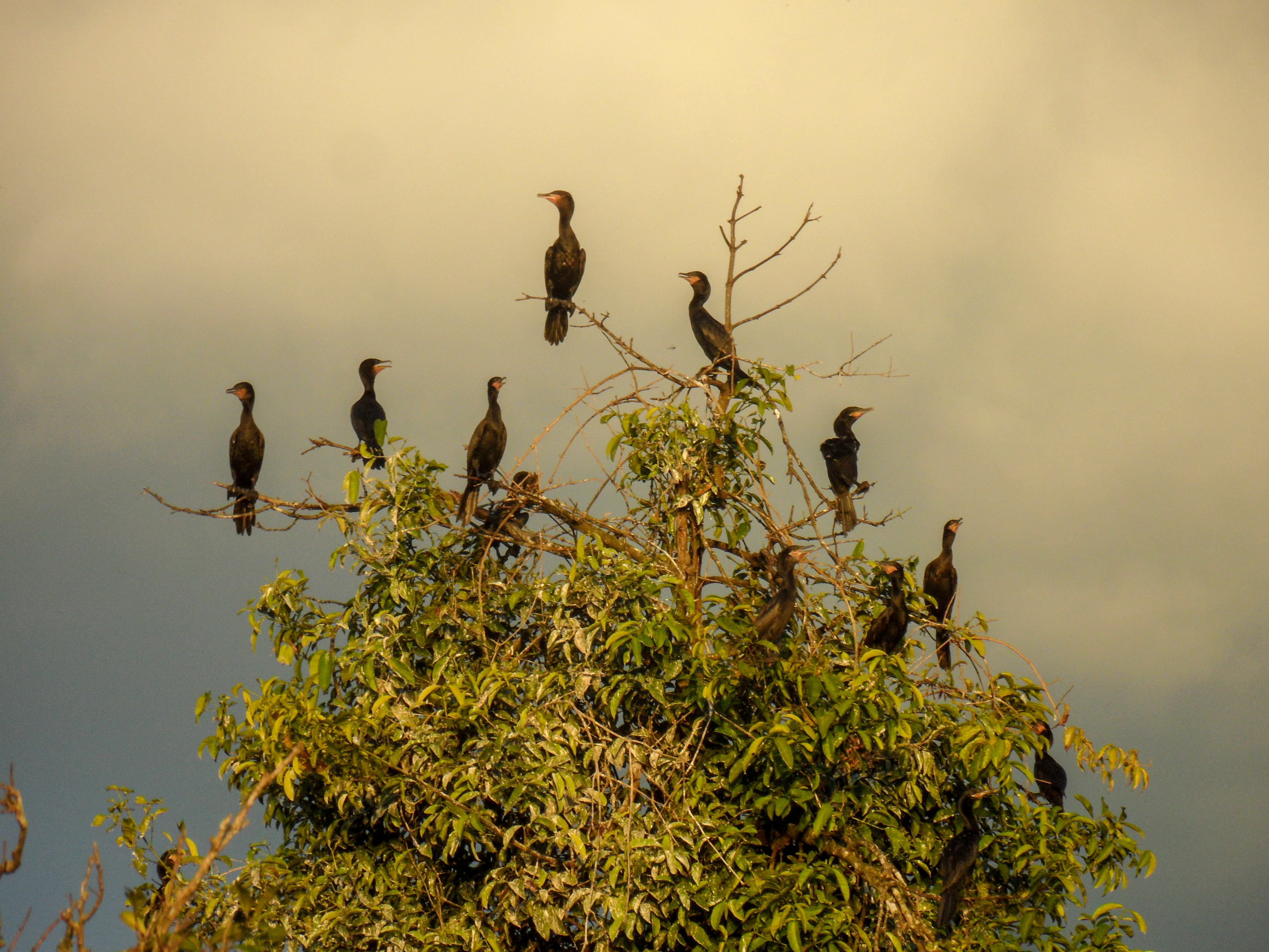 cormorants