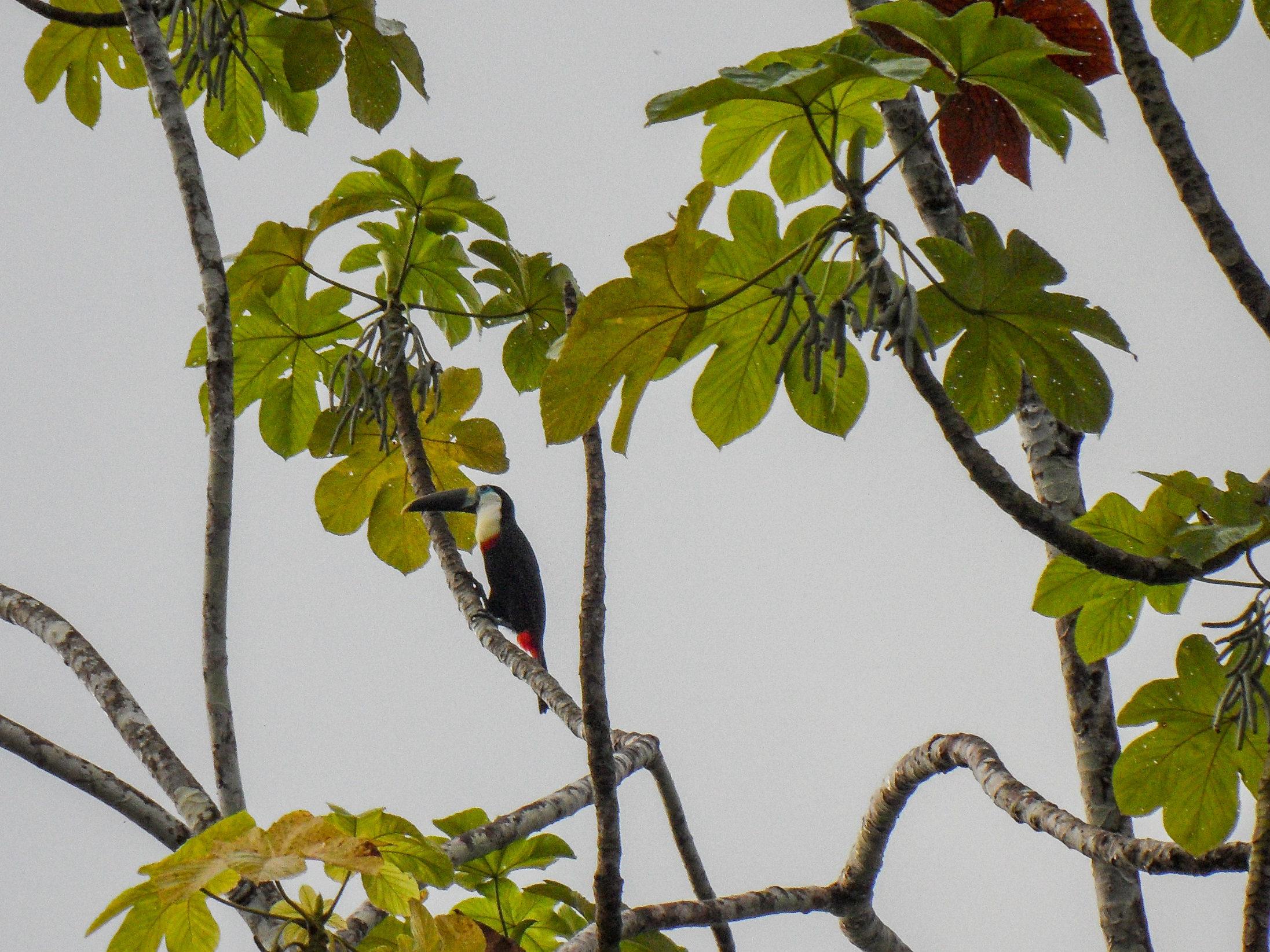 white-throated toucan, I think