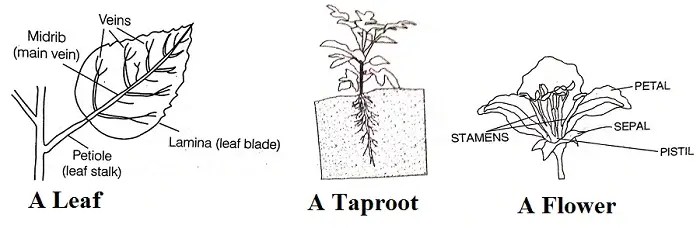 Getting-to-Know-Plants-Class-6th-Question-Answers-2