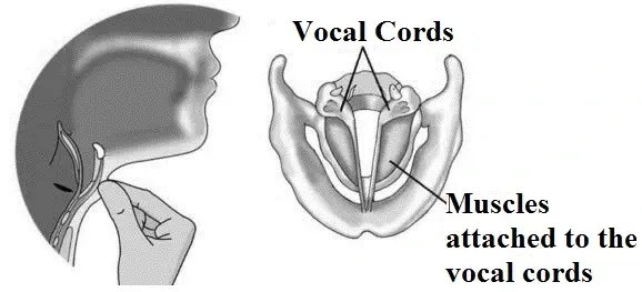 Class-8-Science-Chapter-5-Sound-image-3