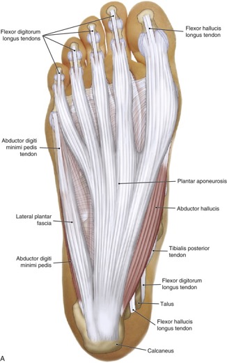 Everything you should know about hand, foot and mouth disease. What Is Plantar Fasciitis And What Are Its Causes