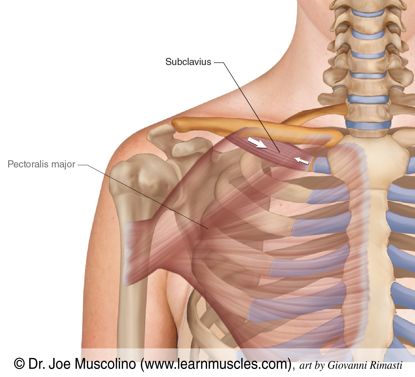 What is the subclavius muscle